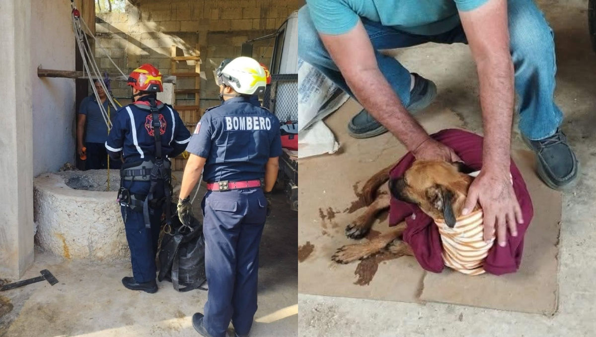 El perrito no sufrió lesiones durante el percance