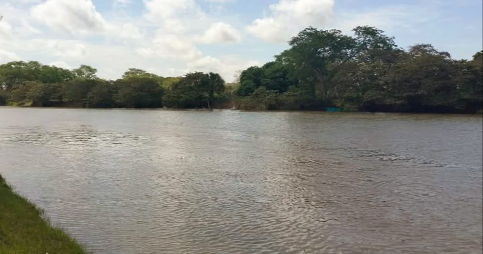 Las lluvias y escurrimientos desde Chiapas y Tabasco elevan el nivel del río. Las lluvias y escurrimientos desde Chiapas y Tabasco elevan el nivel del río.