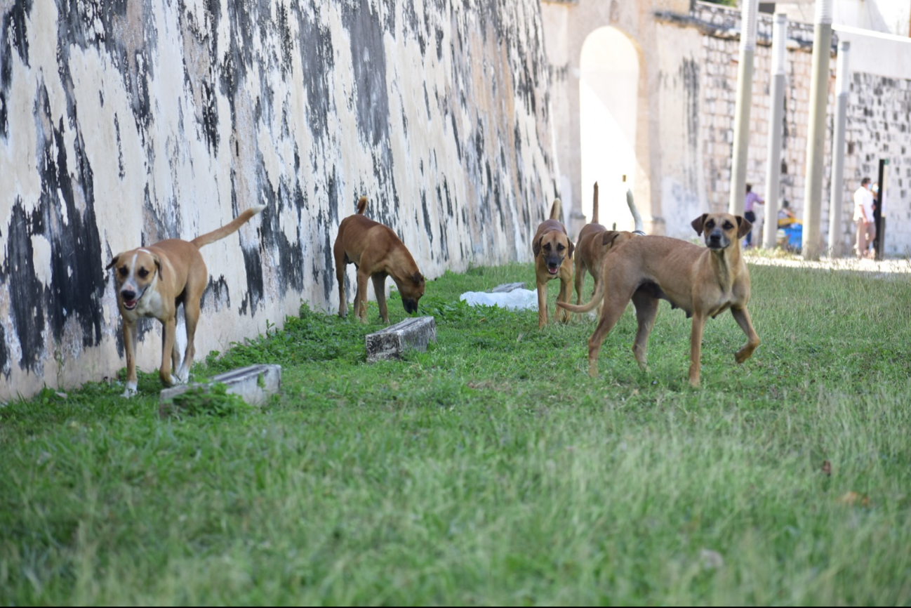 Manadas de perros sueltos preocupan a pobladores de Sabancuy, Campeche Manadas de perros sueltos preocupan a pobladores de Sabancuy, Campeche