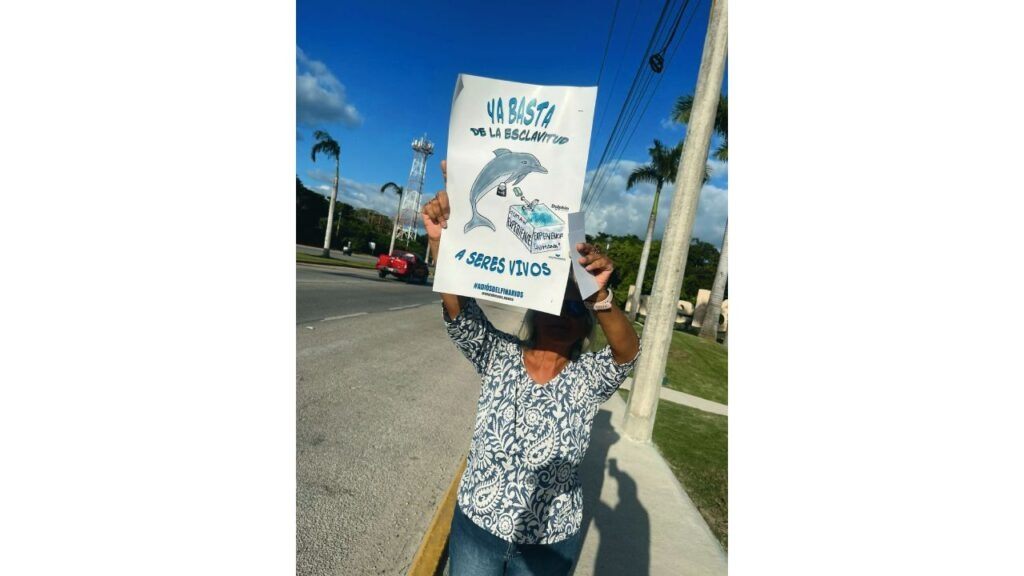 México figura entre los países con más delfines en cautiverio, según SOS Dolphins México figura entre los países con más delfines en cautiverio, según SOS Dolphins