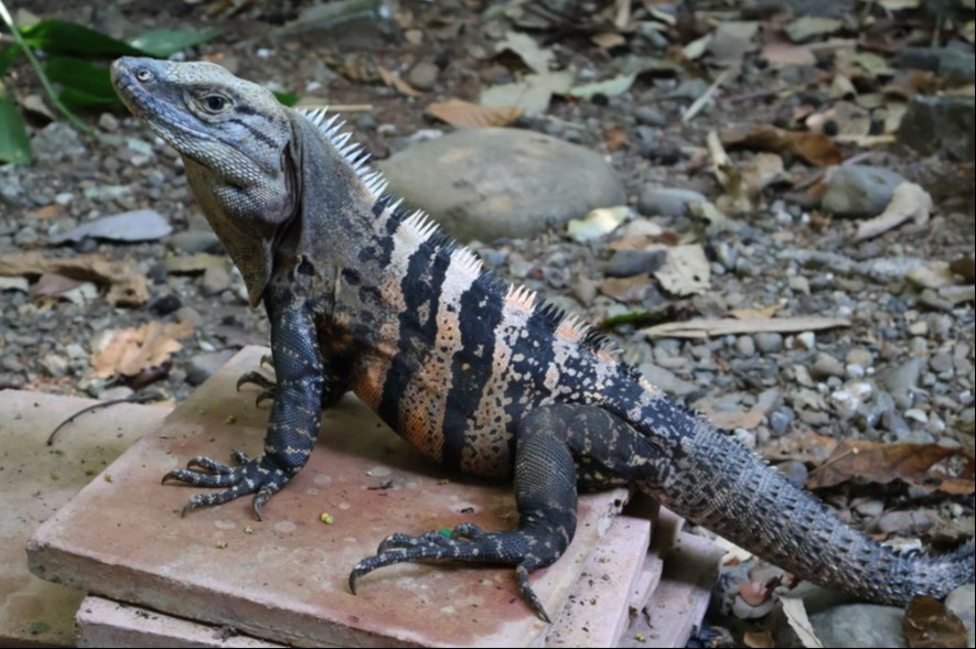 Iguana Negra de Cola Espinosa Iguana Negra de Cola Espinosa
