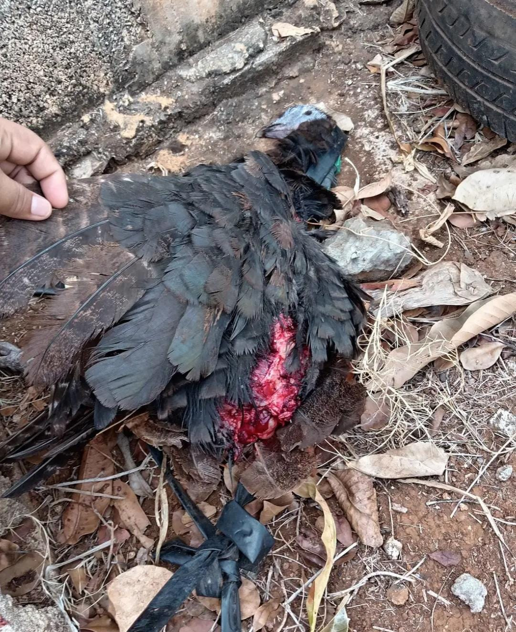 Roban y destruyen pequeña granja familiar; piden ayuda para recuperar aves Roban y destruyen pequeña granja familiar; piden ayuda para recuperar aves
