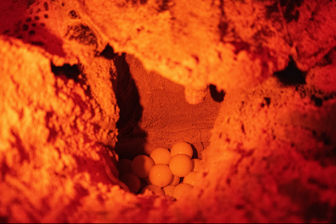 Se han protegido 1,742 nidos y más de 174 mil huevos de tortuga carey. Se han protegido 1,742 nidos y más de 174 mil huevos de tortuga carey.