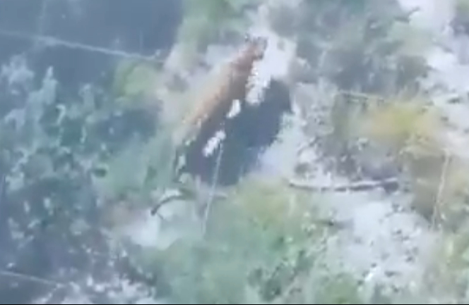 Un dron pudo rastrear la ubicación del felino
