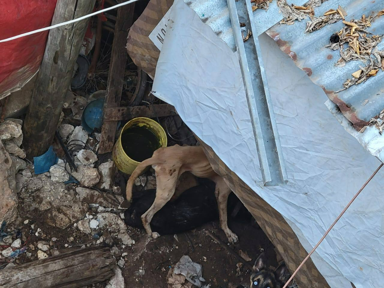 Activistas exhortan visibilizar casos de violencia animal en Chetumal