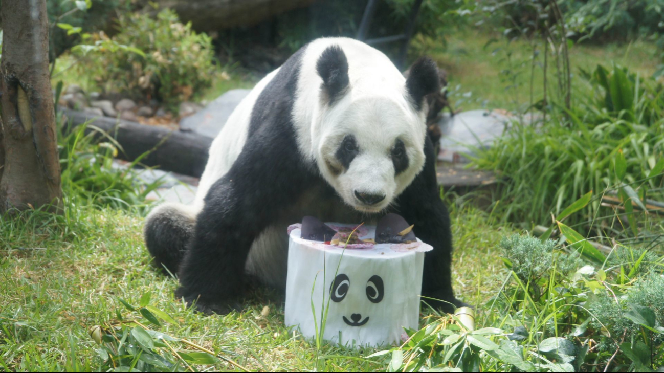 ¡Gran Fiesta en Chapultepec! Xin Xin, la panda gigante mexicana, celebra sus 35 años