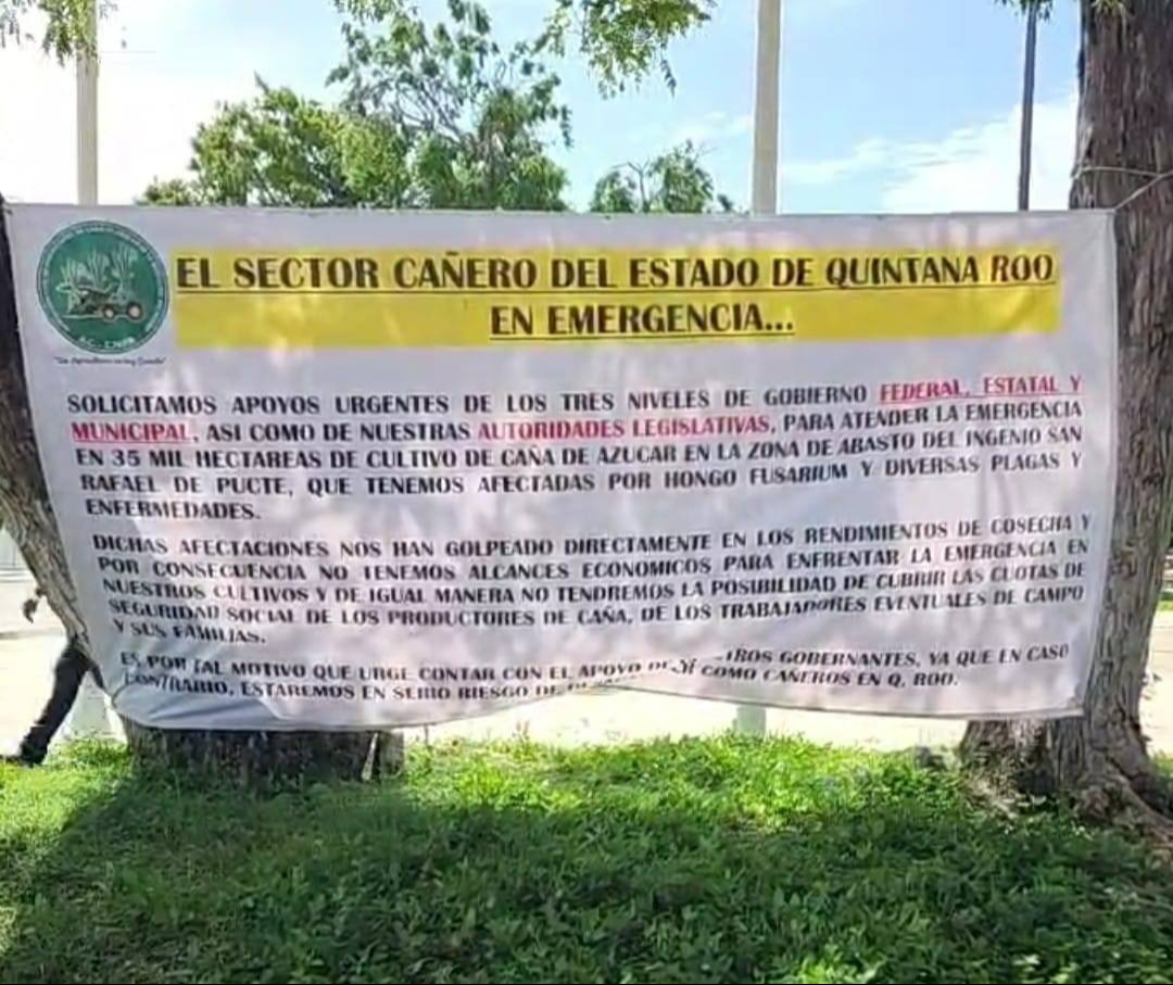 La siembra de caña se considera de carácter privado La siembra de caña se considera de carácter privado