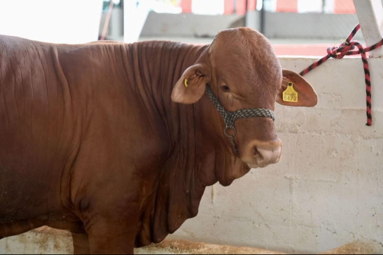 El sector ganadero está viviendo un periodo difícil por el gusano barrenador. El sector ganadero está viviendo un periodo difícil por el gusano barrenador.