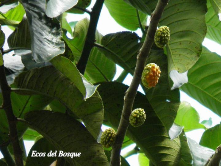 Su látex blanco, extraído con técnicas tradicionales, se cocía y moldeaba hasta formar esferas simbólicas. Su látex blanco, extraído con técnicas tradicionales, se cocía y moldeaba hasta formar esferas simbólicas.