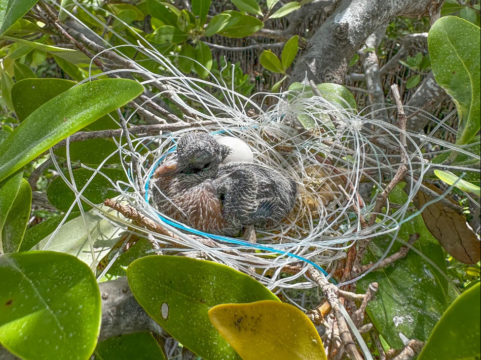 "Es triste ver este tipo de situaciones":  Nido elaborado con un cordel en el manglar de Chuburná causa indignación   