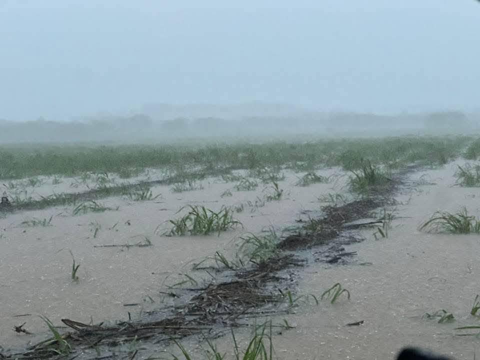 Lluvias incrementan afectaciones a cañeros Lluvias incrementan afectaciones a cañeros