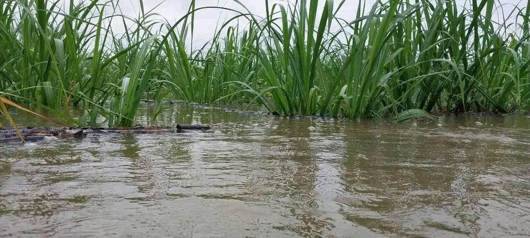 Lluvias incrementan afectaciones a cañeros en Chetumal