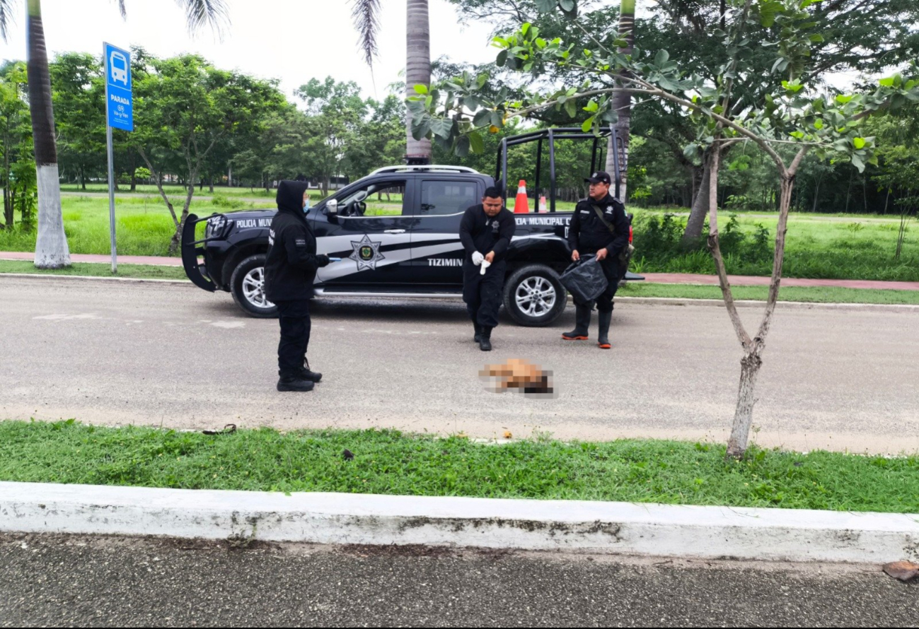 Hallan a cuatro perros envenenados en calles de Tizimín