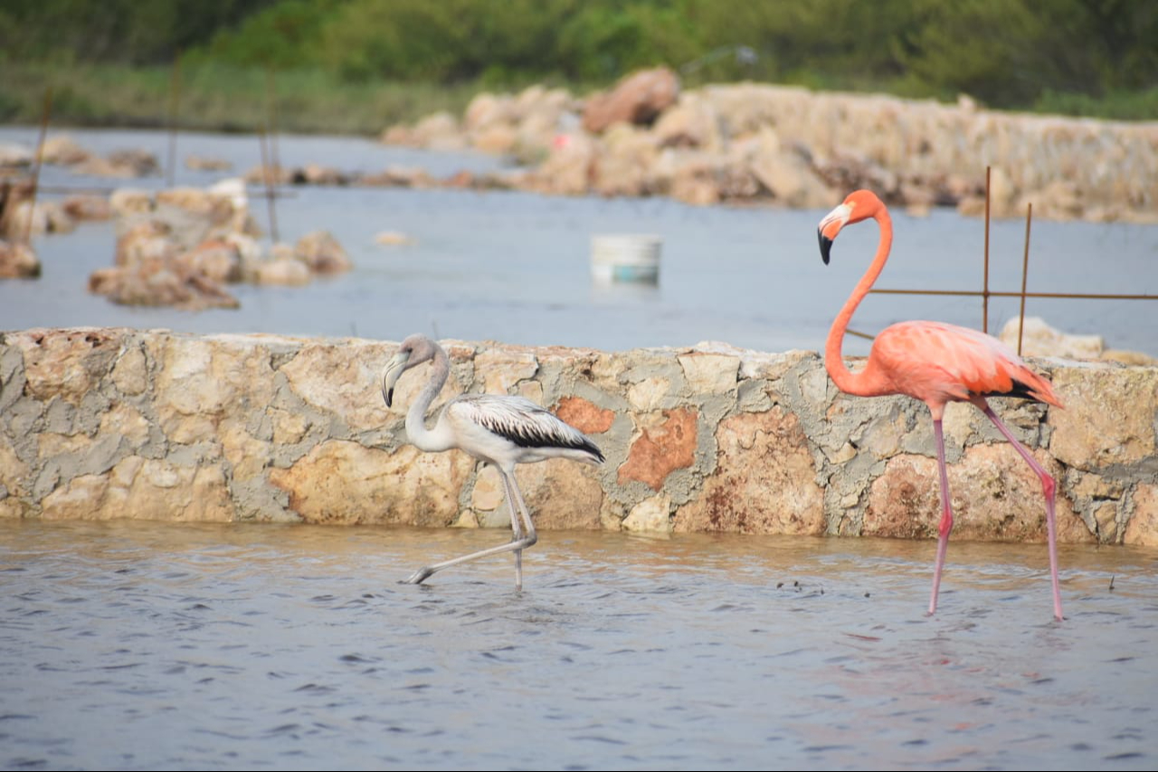 Detectan aumento en la población de flamencos en las ciénegas de Progreso