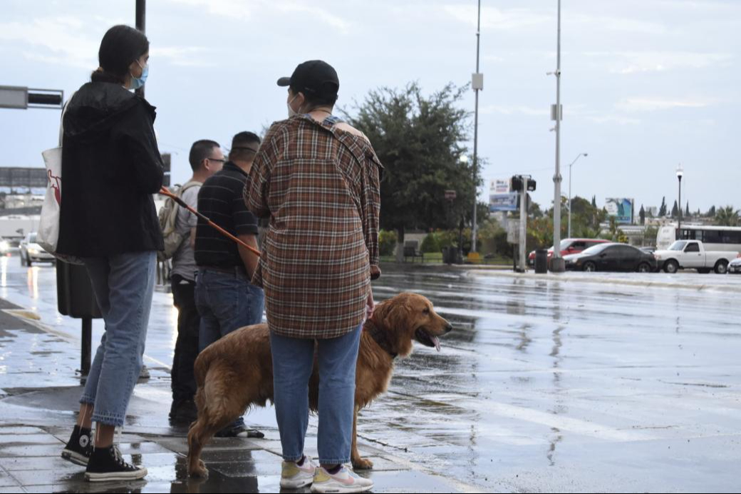 Temporada de lluvias en Campeche: piden atención permanente a mascotas y casos de abandono