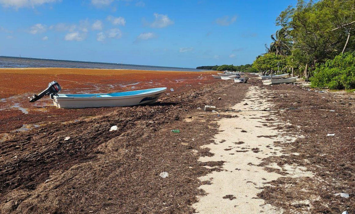 La playa de Xcalak se encuentra llena de sargazo acumulado. La playa de Xcalak se encuentra llena de sargazo acumulado.