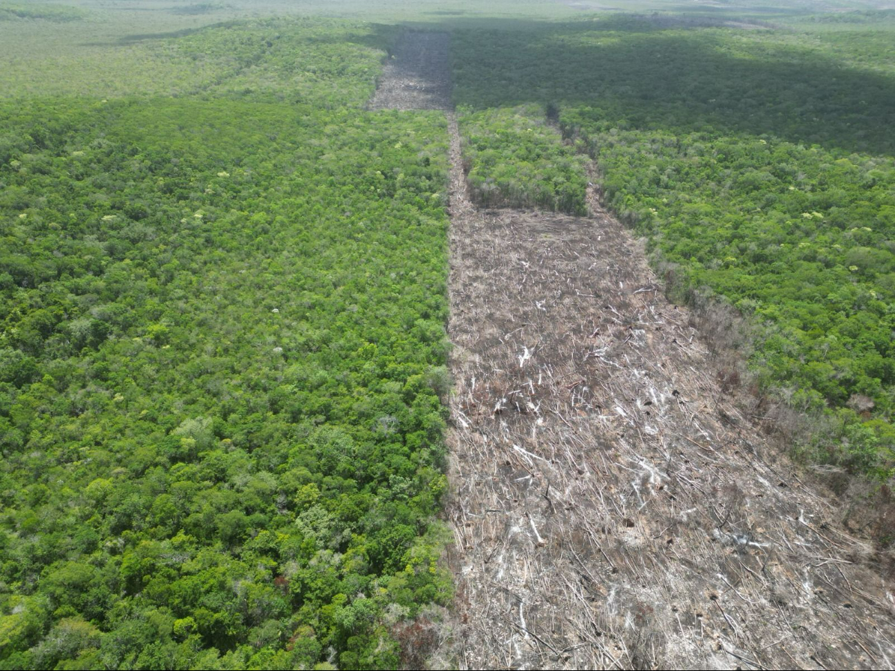 Por el cambio de uso de suelo en terrenos forestales sin autorización se realizó la clausura
