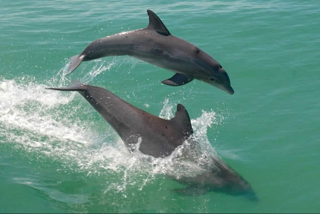  Laguna de Términos podría albergar el primer santuario marino para delfines en México   