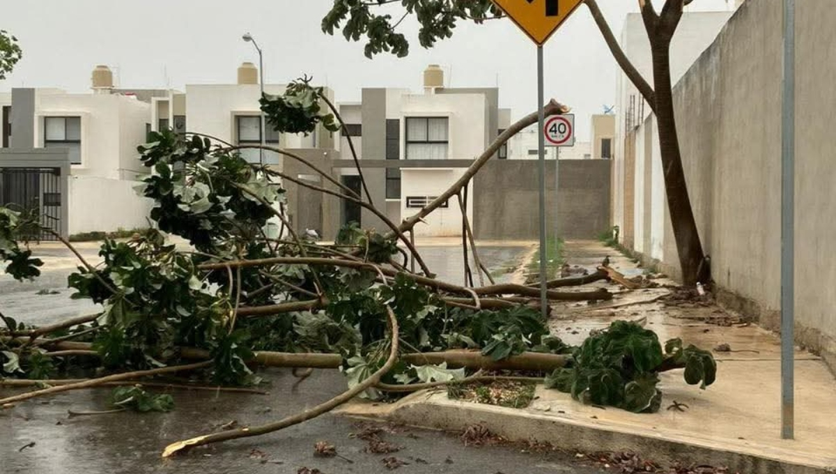 Árboles bloquearon el tránsito en las calles Árboles bloquearon el tránsito en las calles