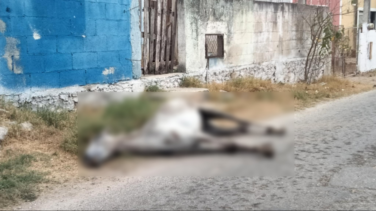 Autoridades ya investigan al dueño del caballo fallecido en Acanceh Autoridades ya investigan al dueño del caballo fallecido en Acanceh