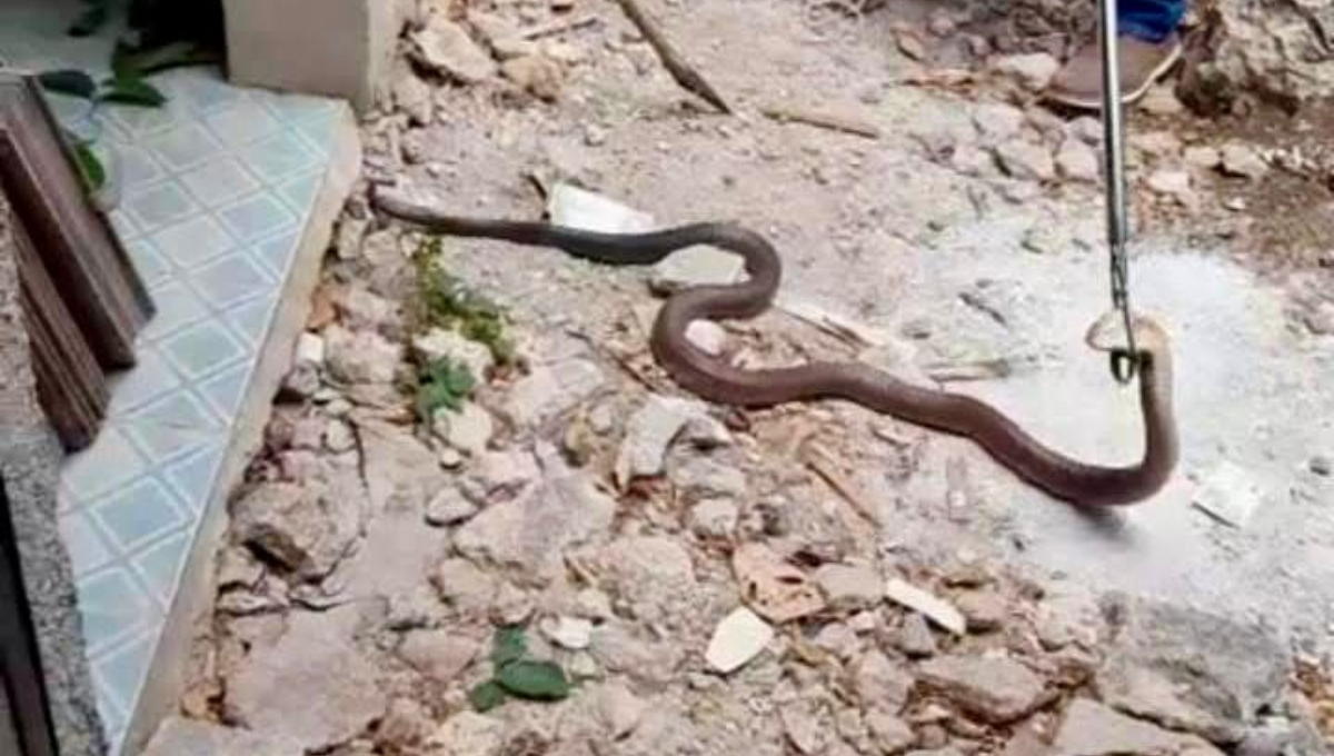 La serpiente fue capturada para ser liberada lejos de la población de Motul La serpiente fue capturada para ser liberada lejos de la población de Motul