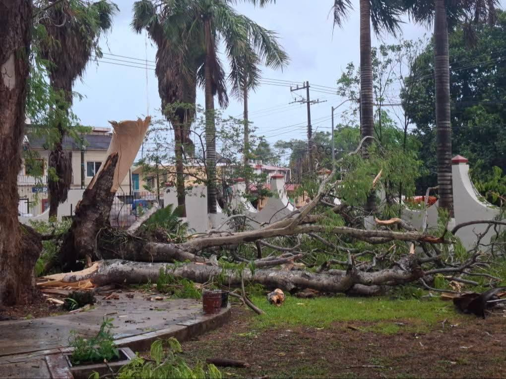Los fuertes vientos y las intensas lluvias provocaron que algunos árboles cayeran. Los fuertes vientos y las intensas lluvias provocaron que algunos árboles cayeran.