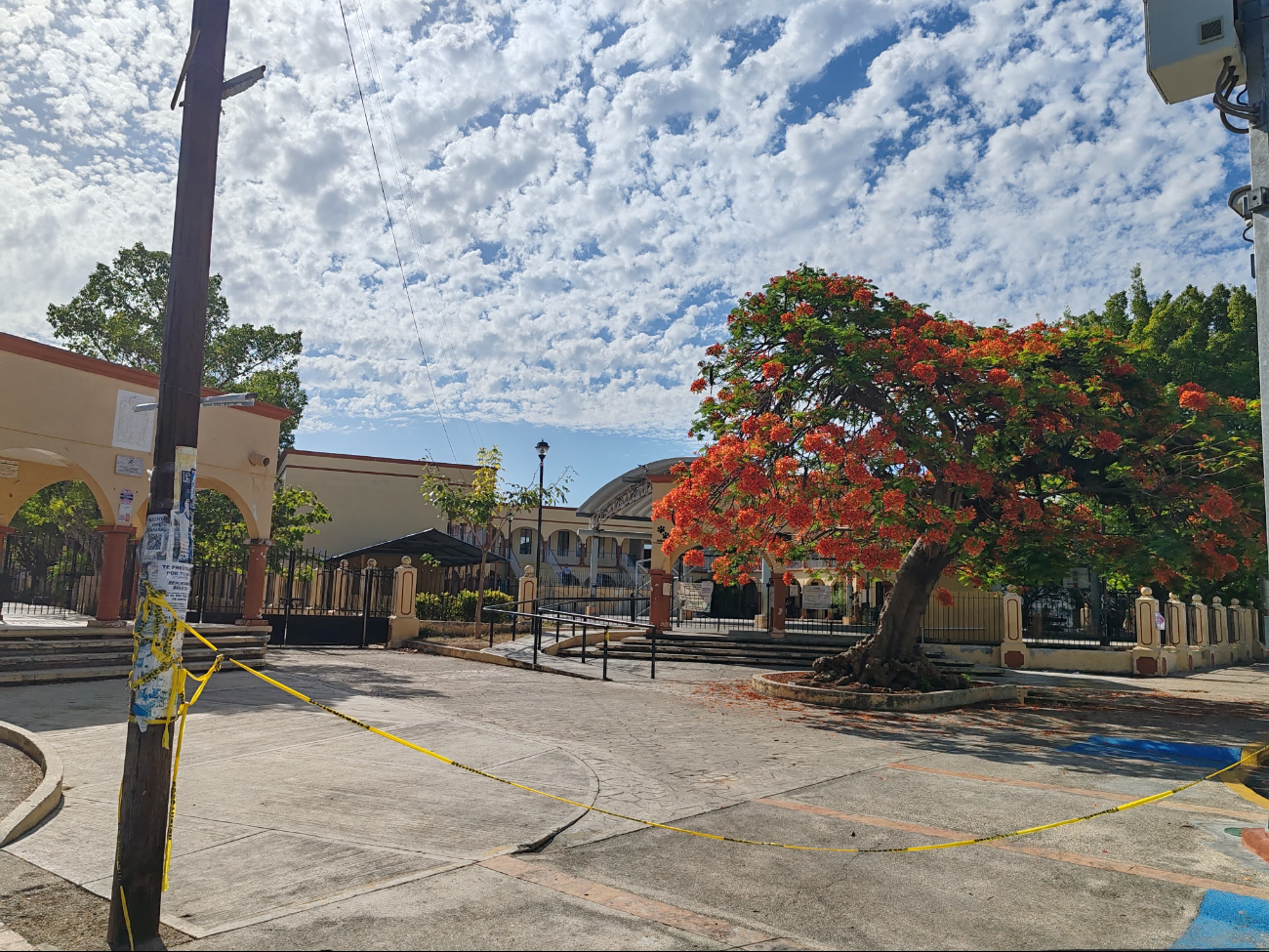 Panal en árbol de escuela desata crisis