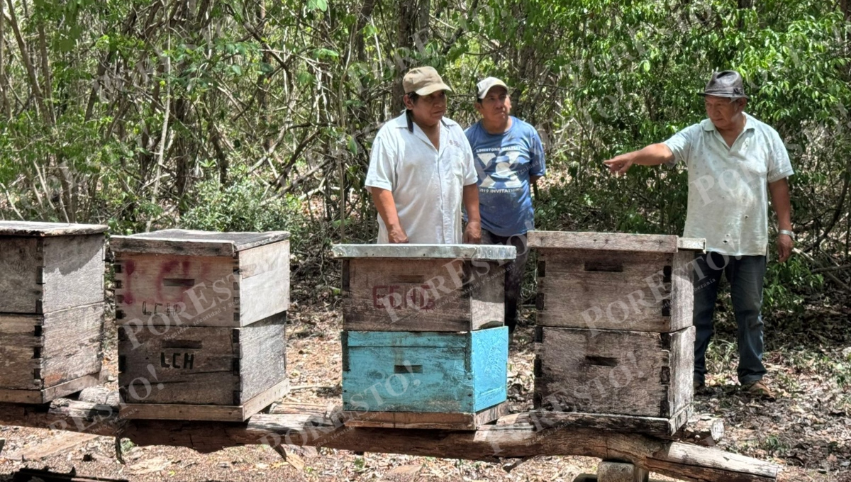 Apicultores de Nohalal acusaron a un empresario citricultor por la muerte de sus abejas Apicultores de Nohalal acusaron a un empresario citricultor por la muerte de sus abejas
