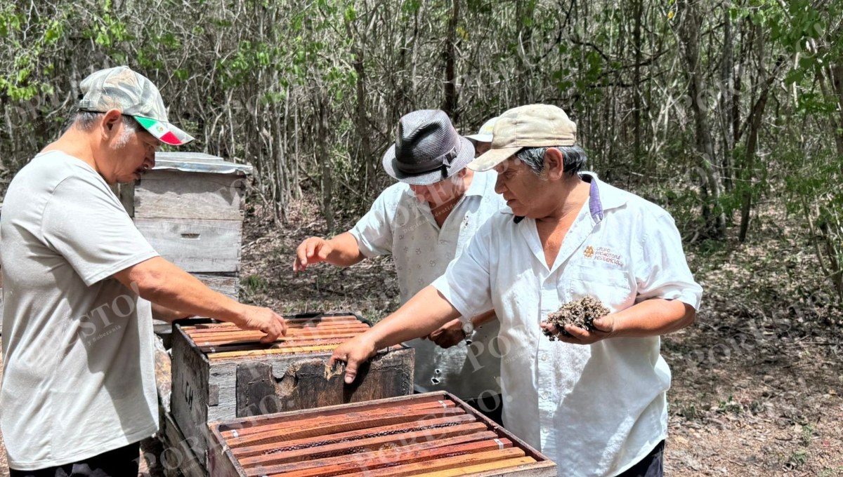 Apicultores de Nohalal se quedaron sin cosecha de miel este año Apicultores de Nohalal se quedaron sin cosecha de miel este año