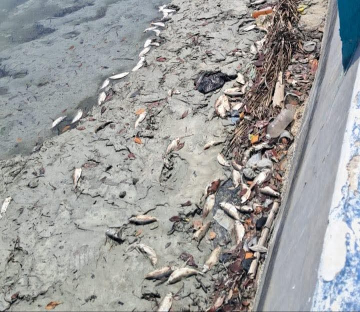 Contaminación en Sabancuy: pescadores tiran peces muertos y causan malos olores en el malecón
