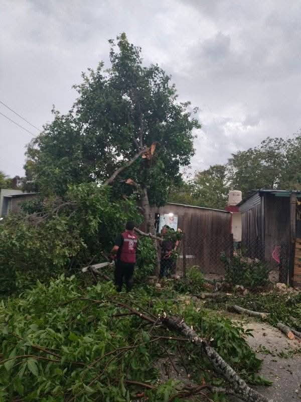 El árbol cayó cerca de una vivienda habitada. El árbol cayó cerca de una vivienda habitada.