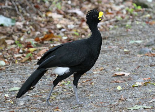 Su avistamiento indica la presencia de jaguares y salud en la selva. Su avistamiento indica la presencia de jaguares y salud en la selva.