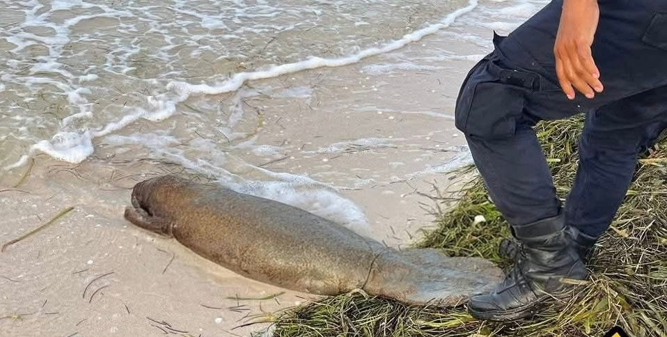  Recalan los  restos de un  manatí  en playas de  Telchac Puerto