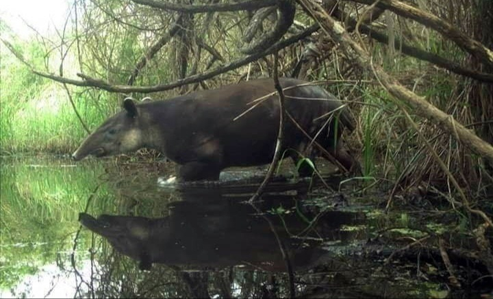 Cámaras trampa ayudan a monitorear la interacción entre fauna y agricultura.