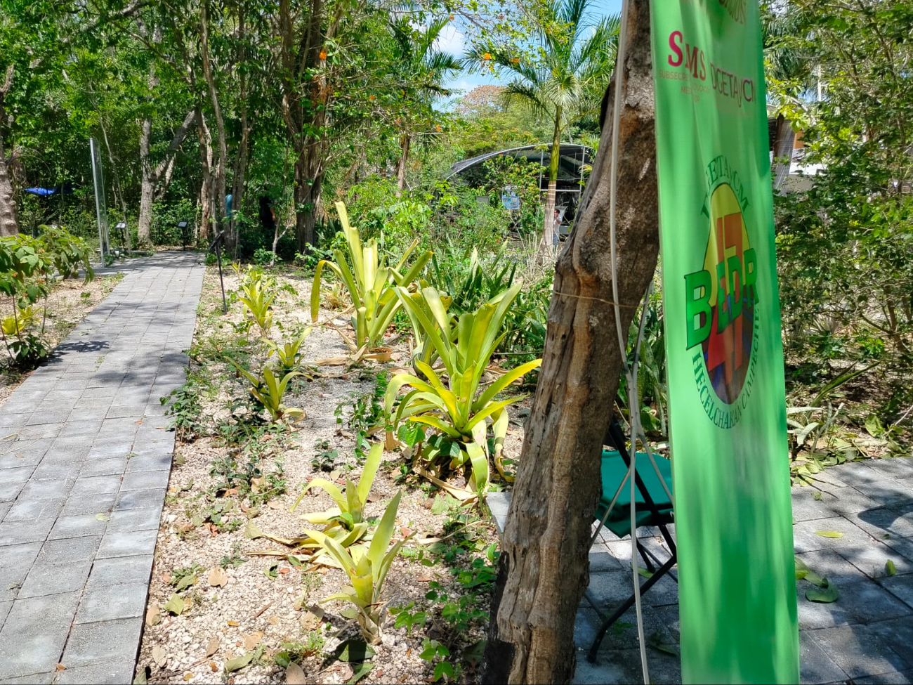 Campeche y la conservación: esfuerzo por salvar plantas en peligro de extinción