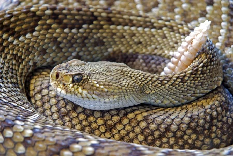 En Yucatán se han reportado en total 12 casos de mordedura de serpiente de cascabel