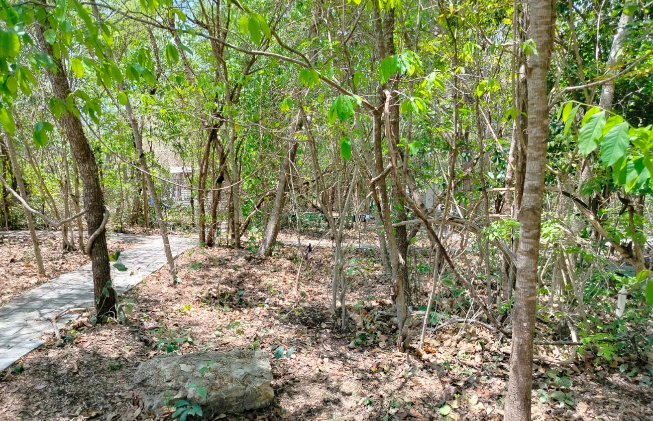 Investigadores buscan salvar la Wittmackia mesoamericana de la extinción