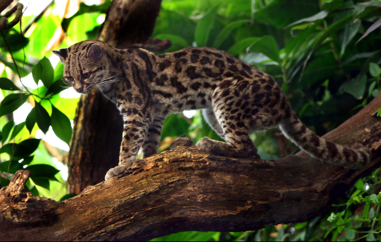 Tres especies que podrían desaparecer de la Reserva Cuxtal de Mérida por el desmonte y lotificación irregular 