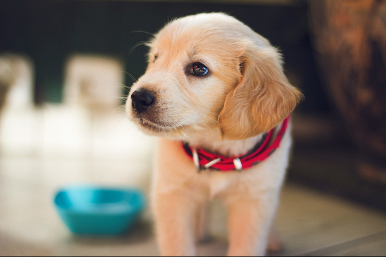 Fecha límite de CURP para mascotas en CDMX: evita multas de hasta $3,394