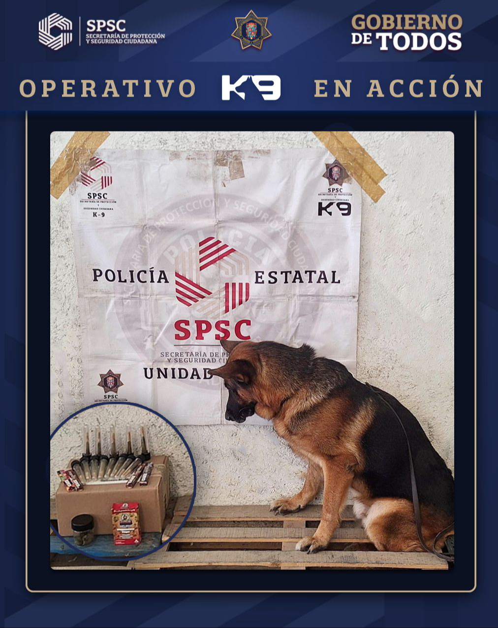 Perro policía Loky detecta sustancias ilícitas en inspección postal