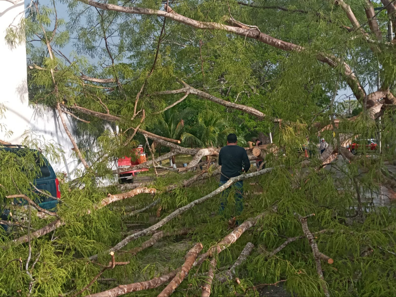 Protección Civil ignoró reportes: Árbol cae en Infonavit Moch Cohuó