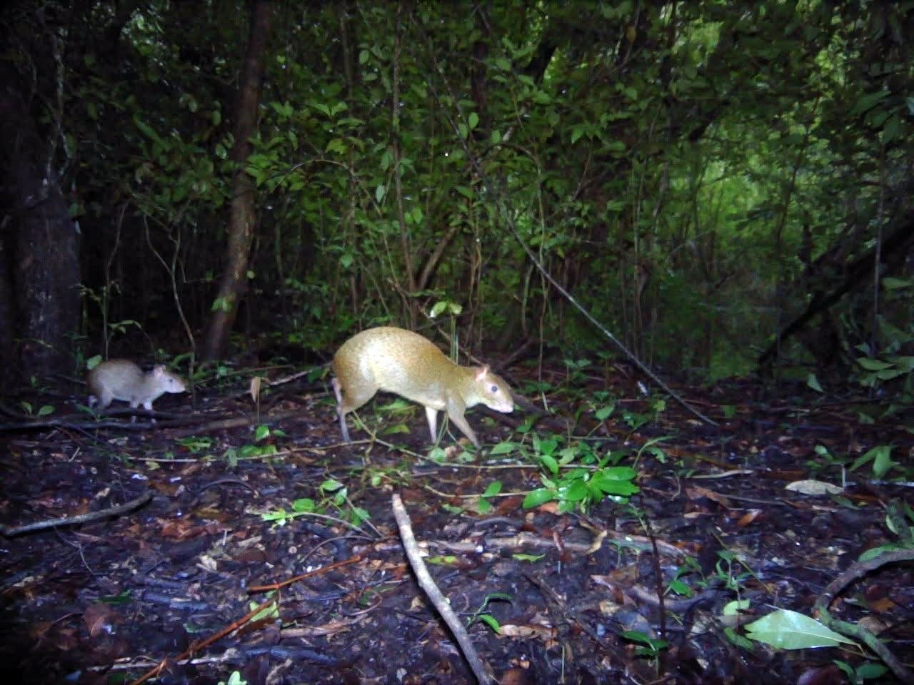 Se utilizan cercos electrificados, luces y bocinas para ahuyentar animales sin dañarlos.