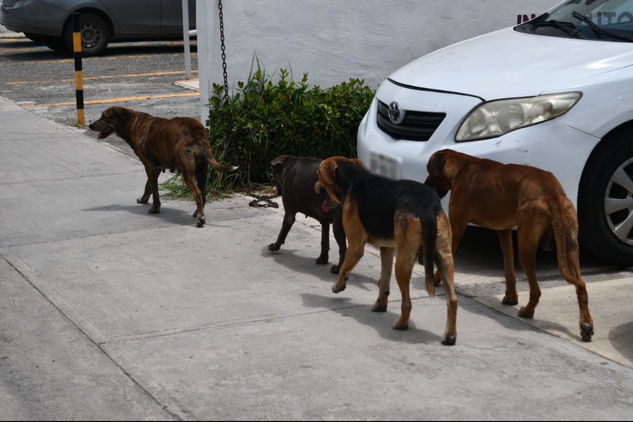 Hay más de 180 mil animales callejeros solo en el municipio de Campeche Hay más de 180 mil animales callejeros solo en el municipio de Campeche