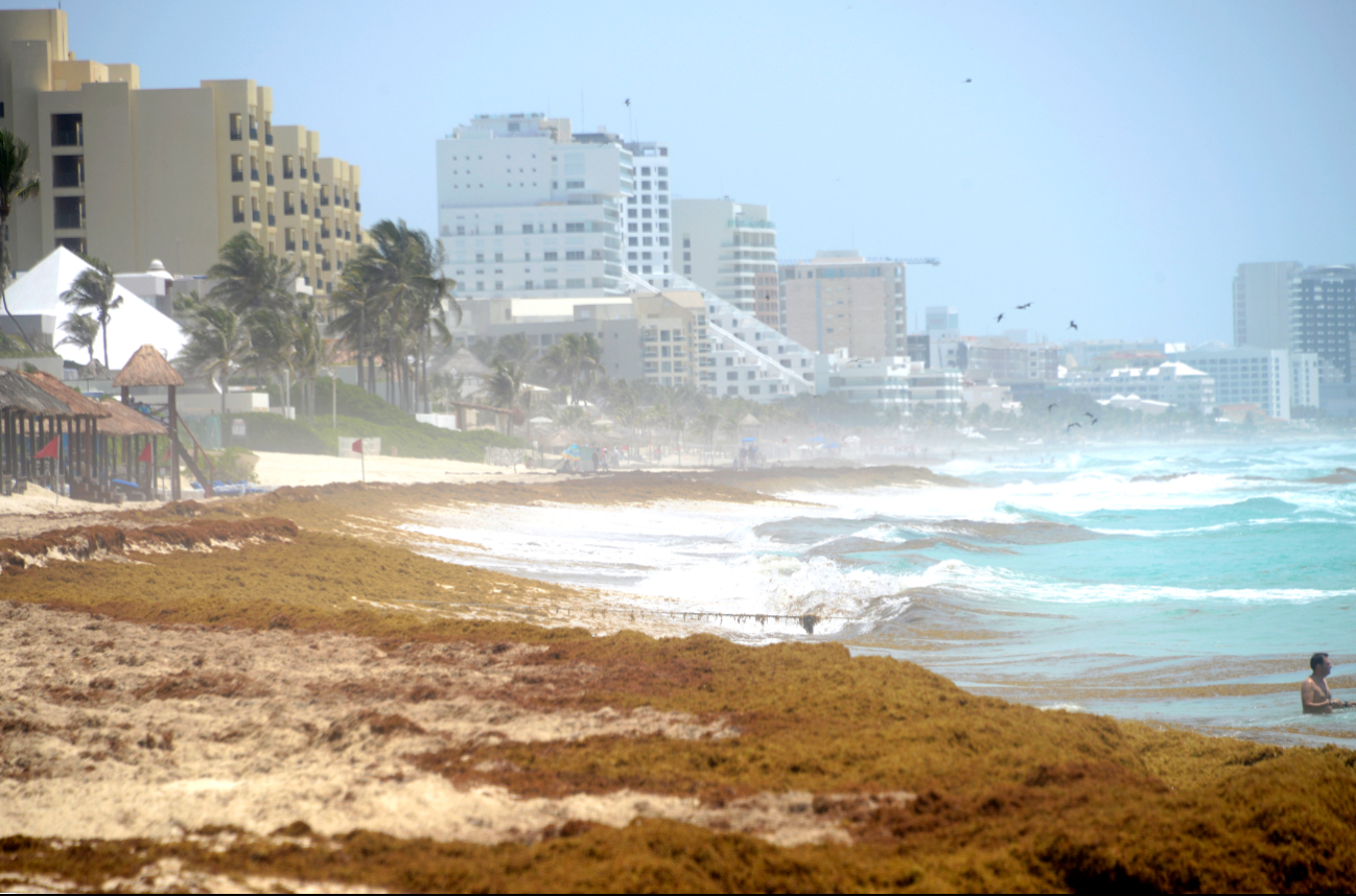 Hoteleros urgen declarar emergencia por sargazo en costas de Quintana Roo Hoteleros urgen declarar emergencia por sargazo en costas de Quintana Roo