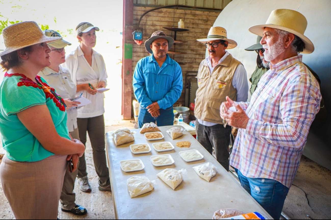 Investigadoras estadounidenses recorrieron zonas de cultivo y la planta secadora de Hopelchén. Investigadoras estadounidenses recorrieron zonas de cultivo y la planta secadora de Hopelchén.