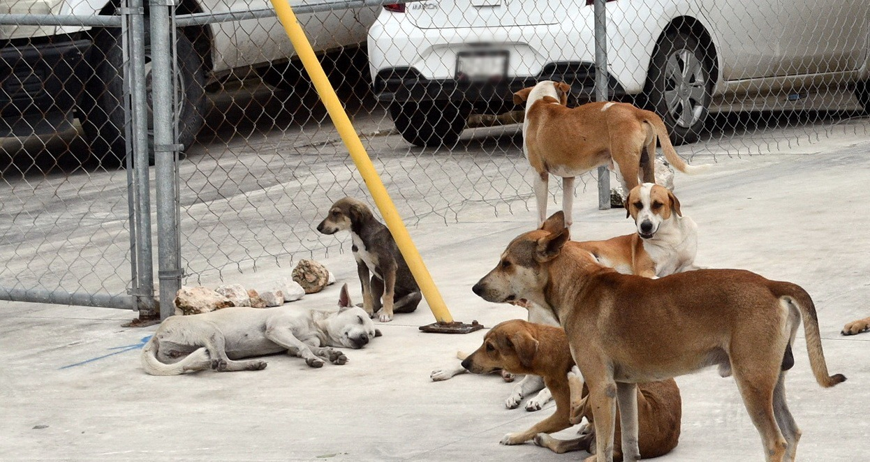 Campeche en alerta por más de 180 mil animales callejeros: Advierten riesgo sanitario
