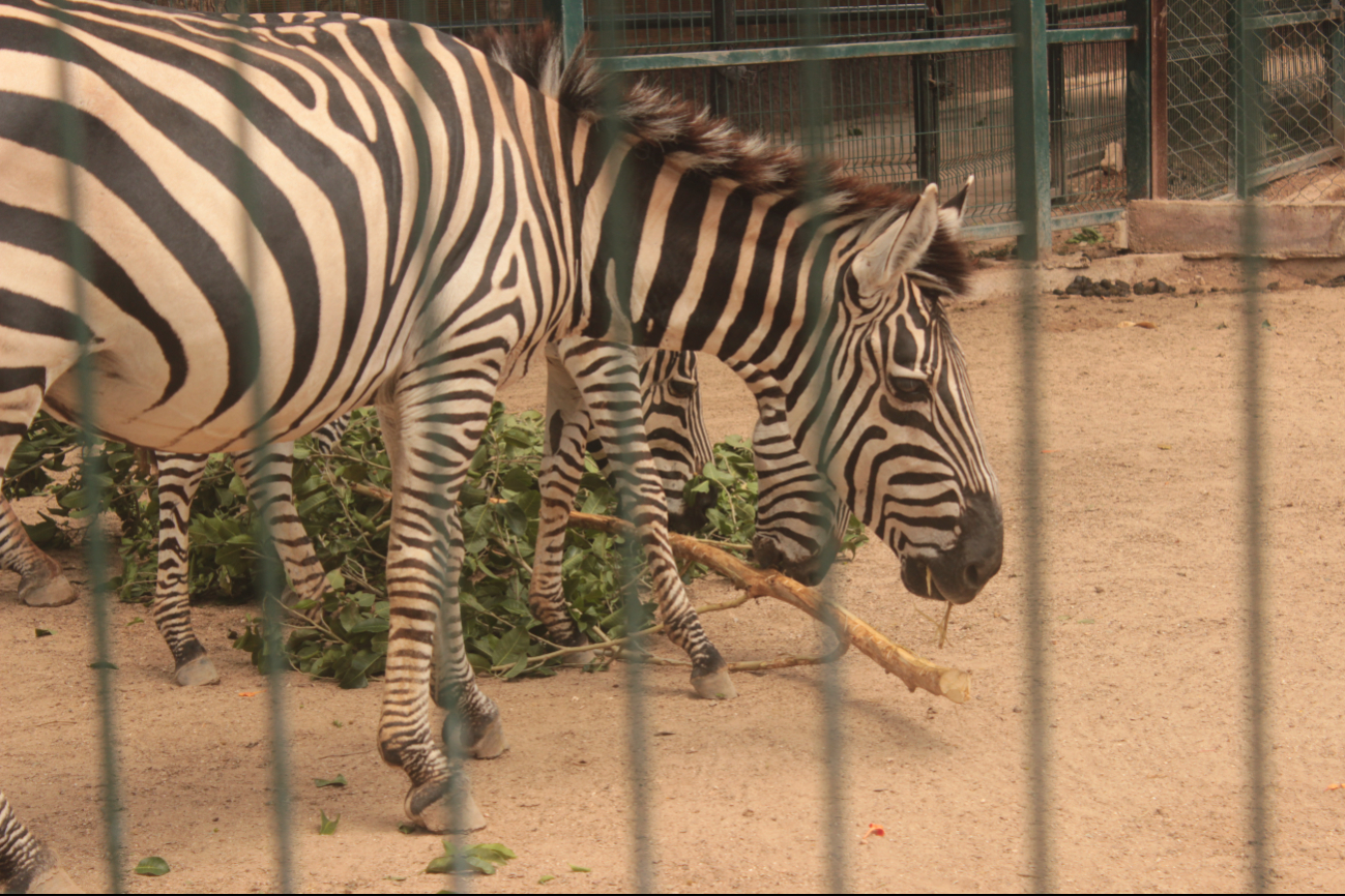 Los animales reciben agua fresca y paletas de hielo