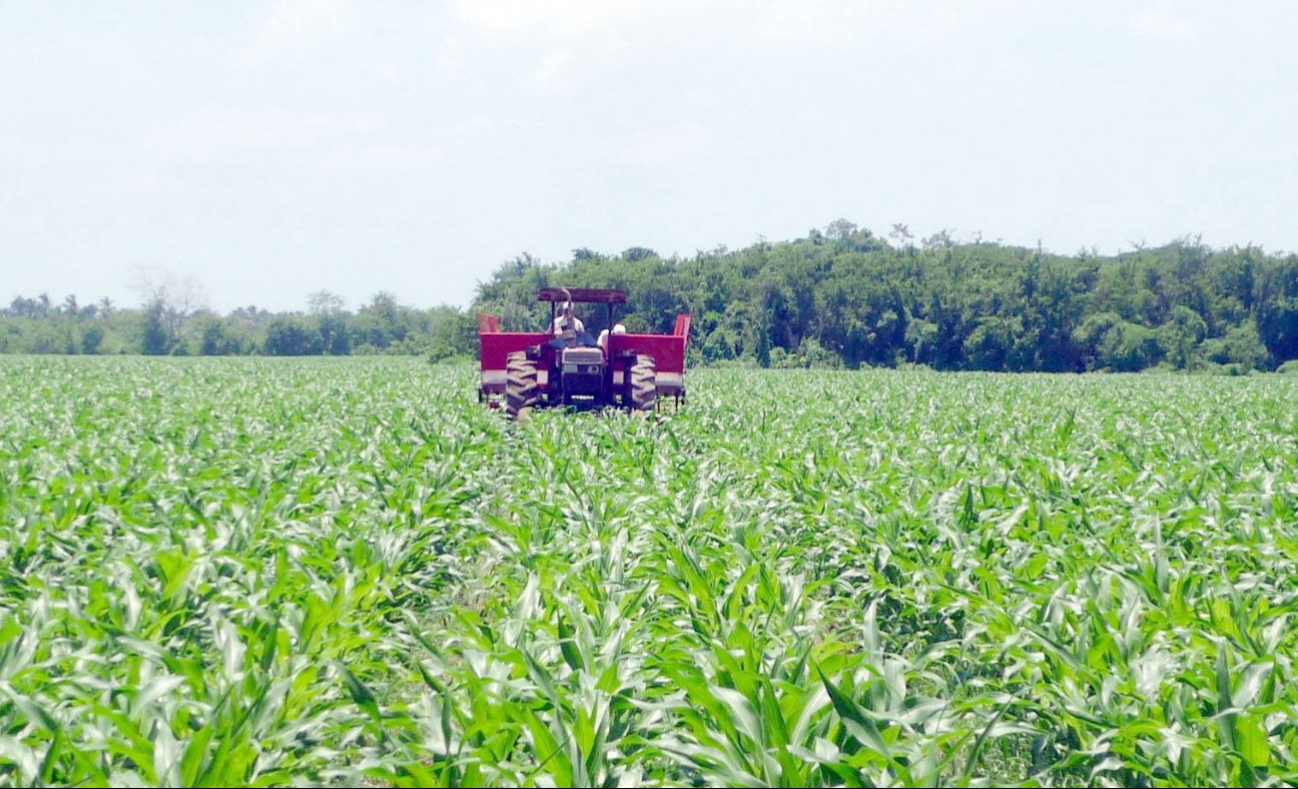 Más de 7 mil productores no recibieron apoyo este año, a pesar de haber sido beneficiarios en Más de 7 mil productores no recibieron apoyo este año, a pesar de haber sido beneficiarios en