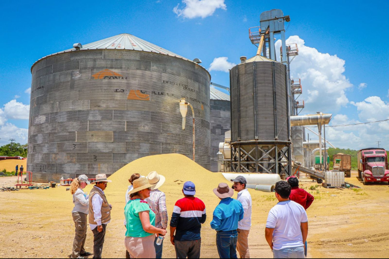 Plan México y Plan Campeche impulsan renacer del arroz en el estado