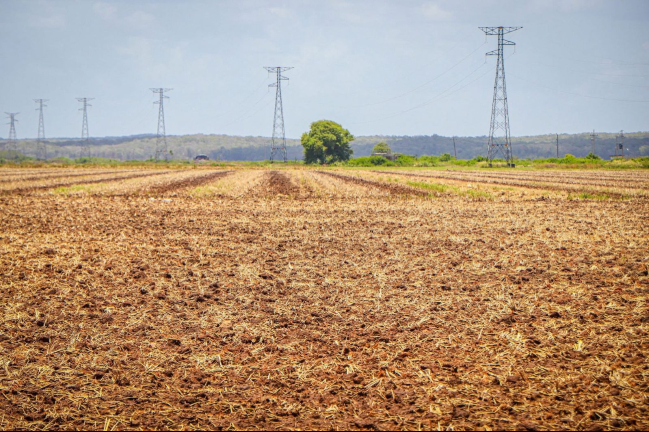 Se proyecta alcanzar las 15 mil hectáreas en este ciclo primavera-verano. Se proyecta alcanzar las 15 mil hectáreas en este ciclo primavera-verano.